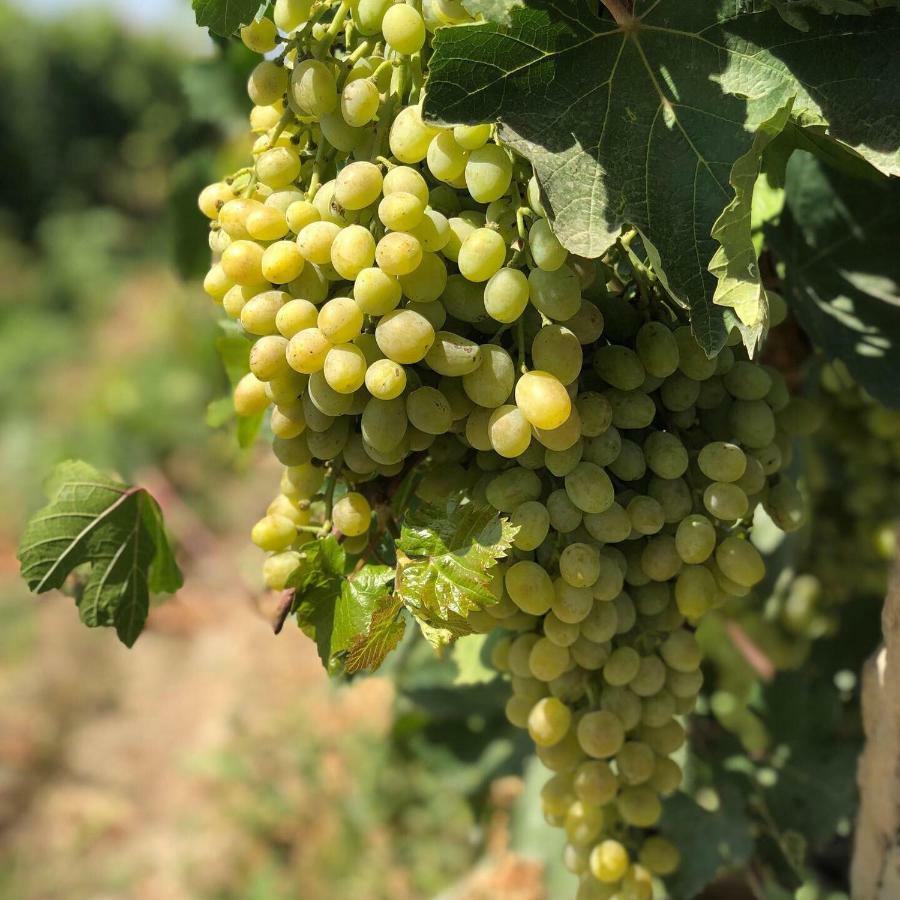 Гостевой дом Areni Wine Экстерьер фото